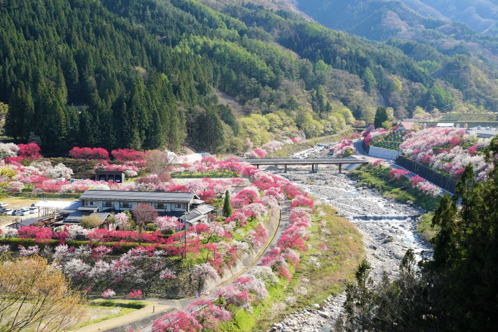 花桃に包まれた昼神温泉