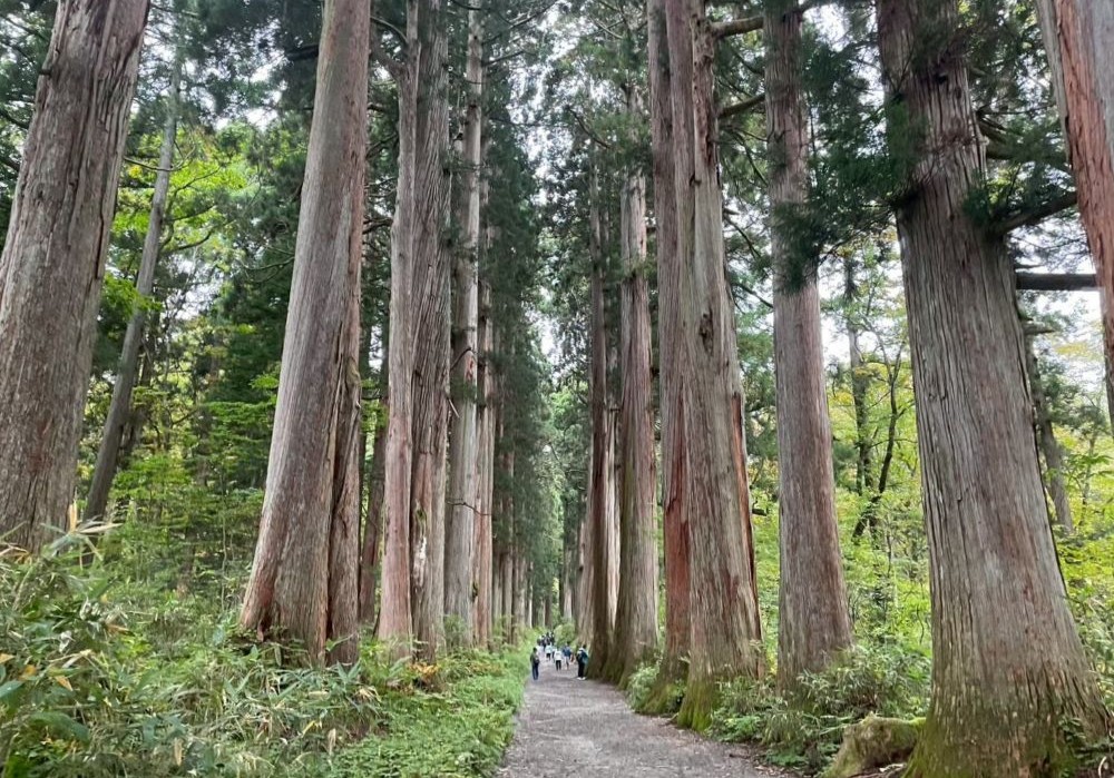 戸隠神社 奥社参道の杉並木